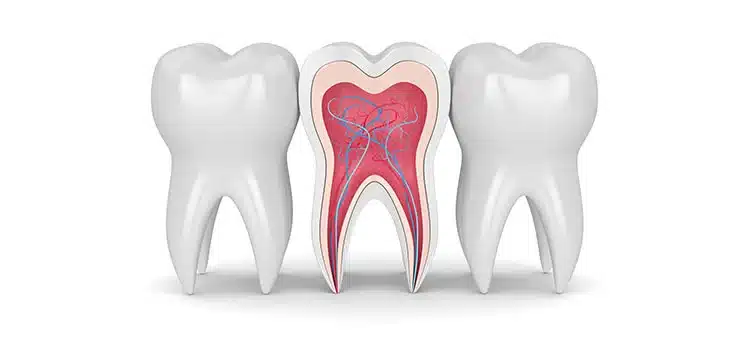 endodontia